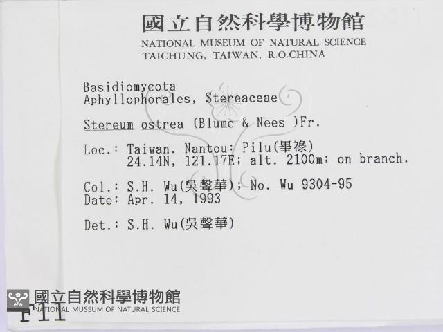 蠔韌革菌藏品圖，第2張