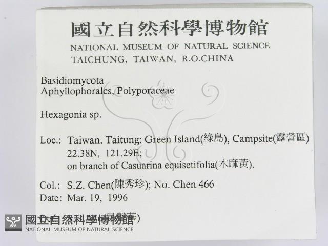 蜂窩菌屬藏品圖，第2張