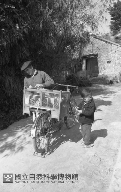 《蜜餞車》（1950至2006年臺灣常民生活）藏品圖，第1張