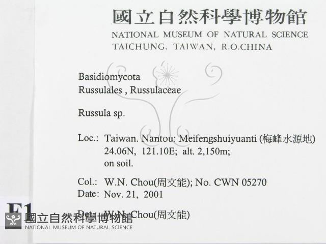 紅菇屬藏品圖，第2張