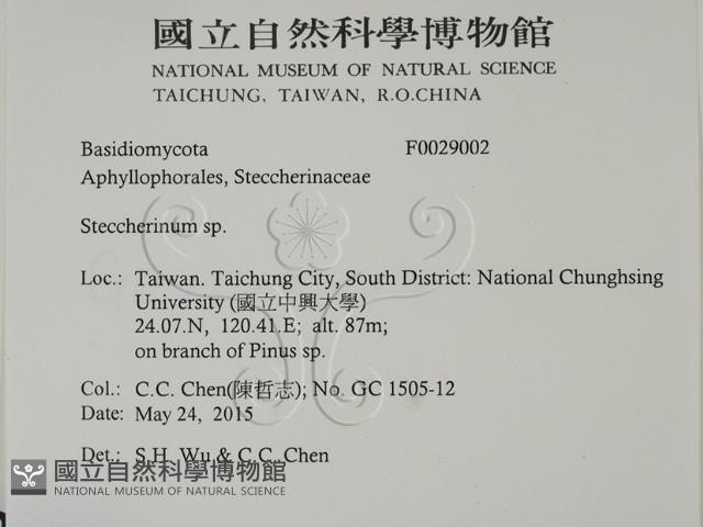 齒耳菌屬藏品圖，第2張