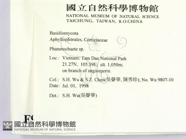 顯絲菌屬藏品圖，第2張