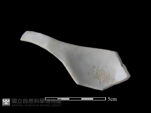 湯匙藏品圖，第2張