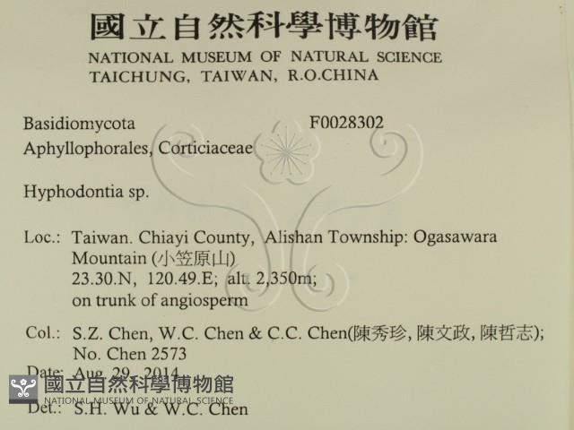 絲齒菌屬藏品圖，第2張