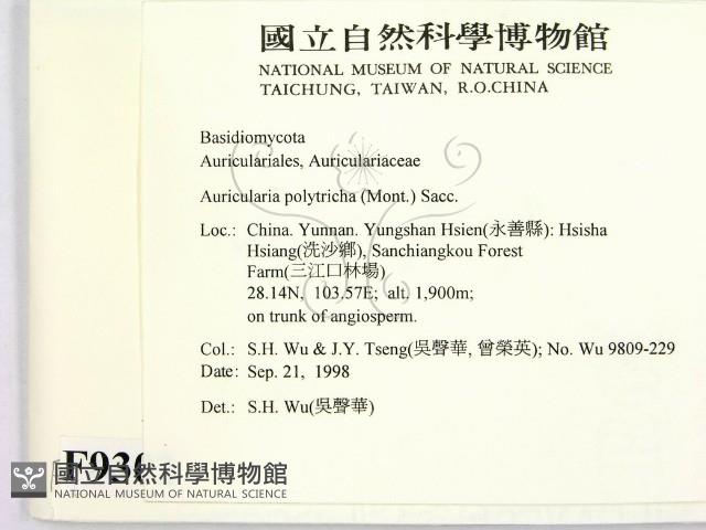 毛木耳藏品圖，第2張