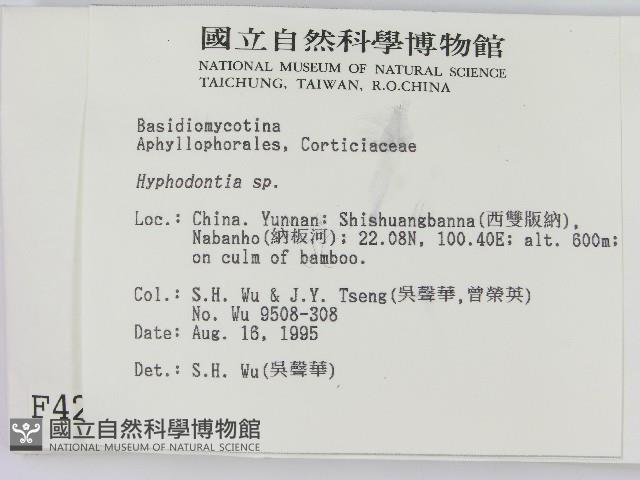 絲齒菌屬藏品圖，第2張