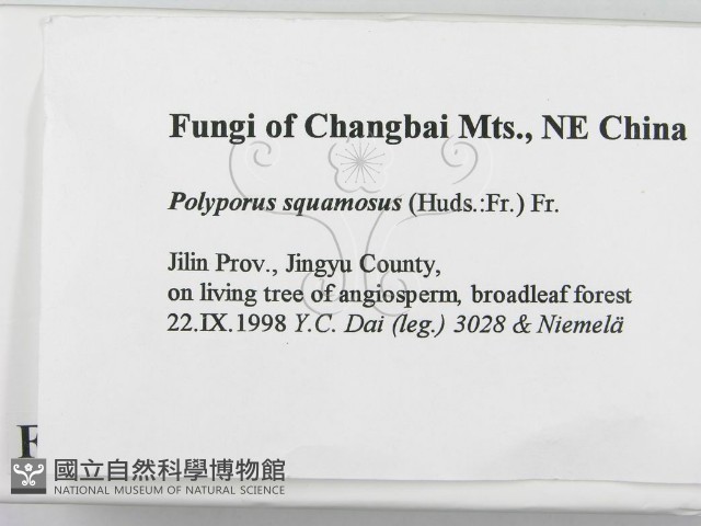 寬鱗多孔菌藏品圖，第2張