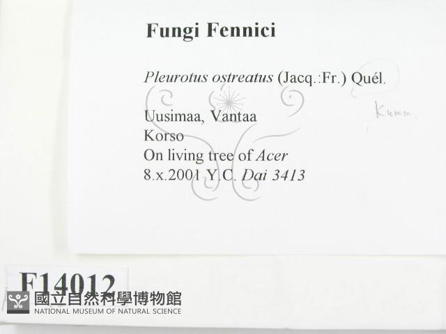 糙皮側耳藏品圖，第2張