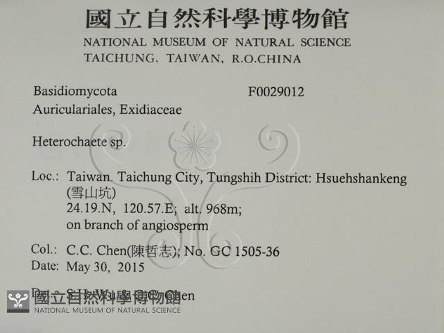刺皮菌屬藏品圖，第2張