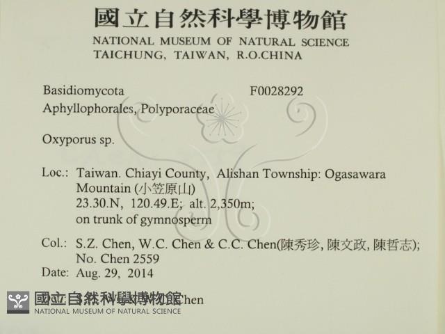 銳孔菌屬藏品圖，第2張