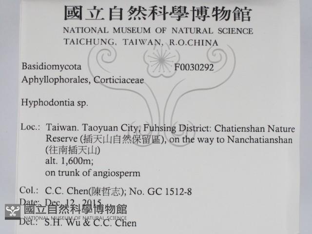 絲齒菌屬藏品圖，第2張