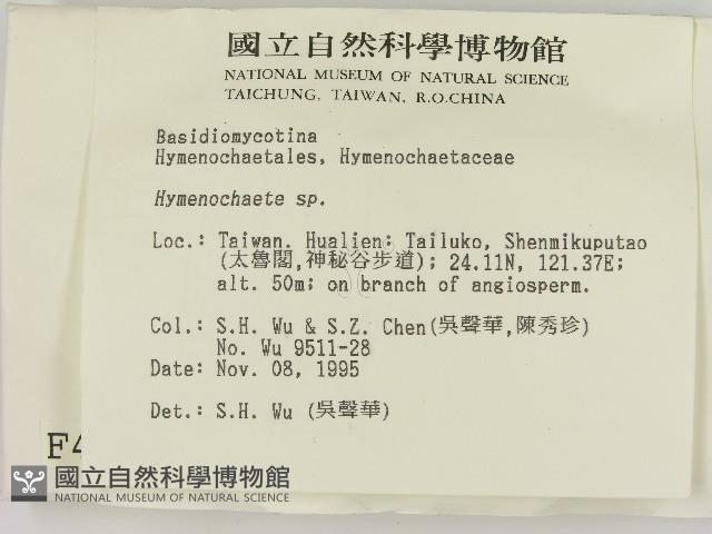 刺革菌屬藏品圖，第2張