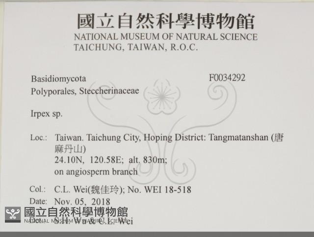耙菌屬藏品圖，第2張