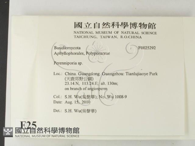 多年臥孔菌屬藏品圖，第2張