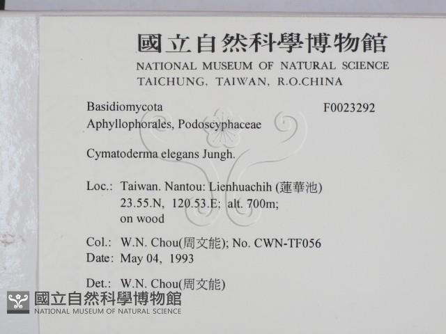 優雅波邊革菌藏品圖，第2張