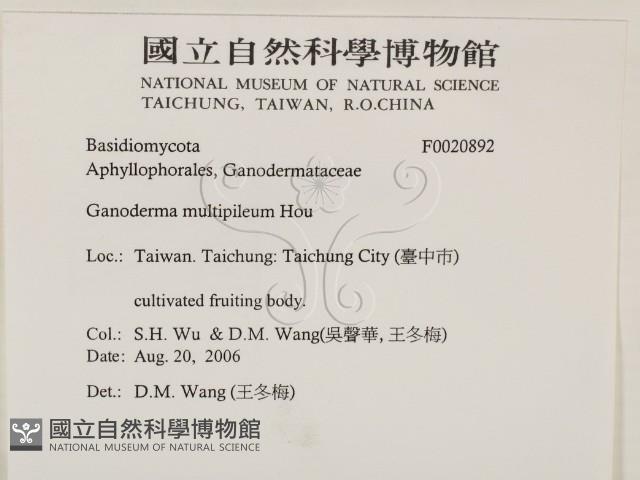 重傘靈芝藏品圖，第2張