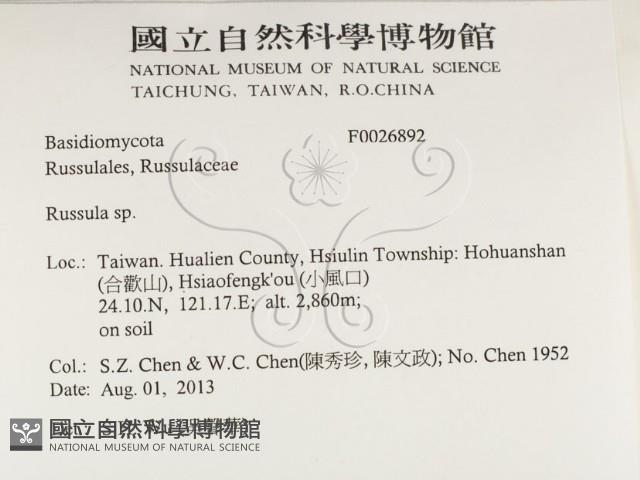 紅菇屬藏品圖，第2張