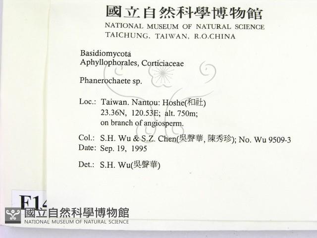 顯絲菌屬藏品圖，第2張