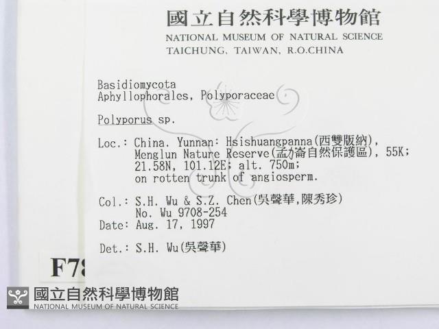 多孔菌屬藏品圖，第2張