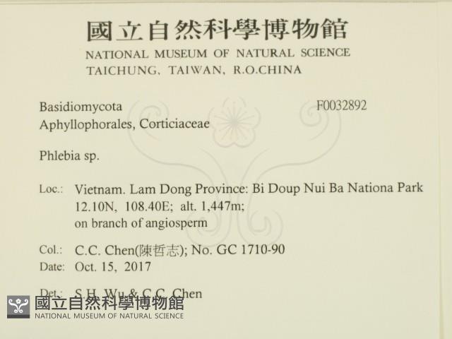 絲齒菌屬藏品圖，第2張