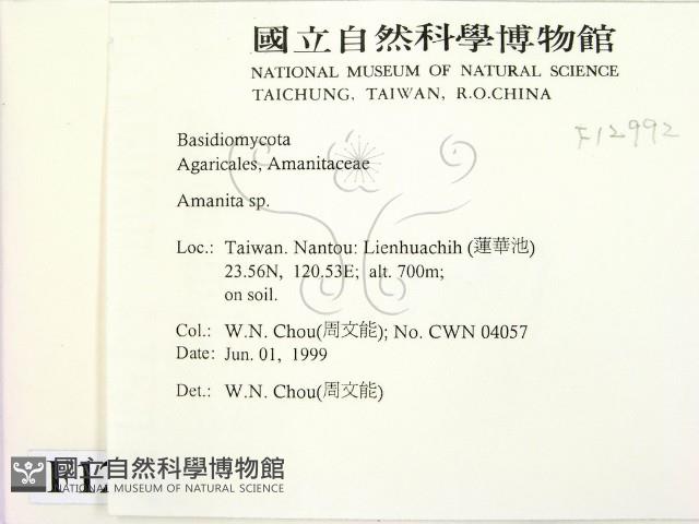 鵝膏屬藏品圖，第2張