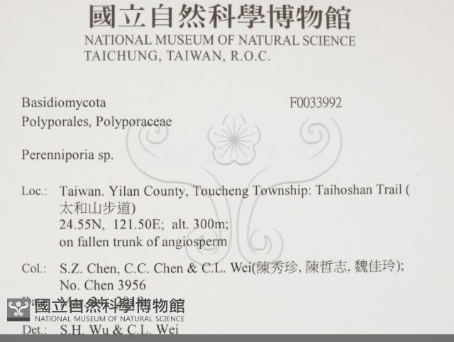 多年臥孔菌屬藏品圖，第2張