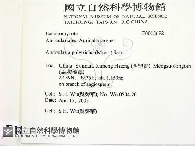 毛木耳藏品圖，第2張
