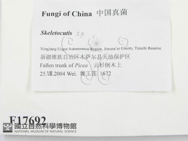 骨皮菌屬藏品圖，第2張