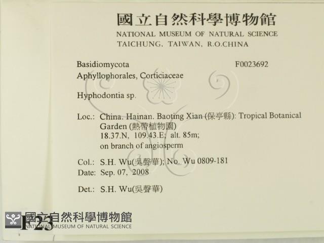 絲齒菌屬藏品圖，第2張