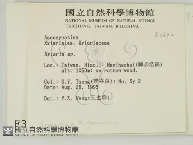 炭角菌屬藏品圖，第2張