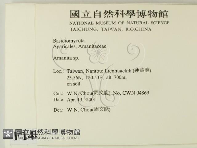 鵝膏屬藏品圖，第2張