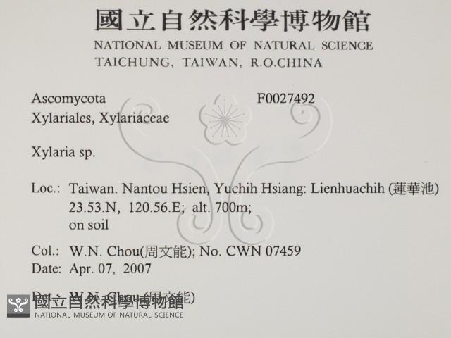 炭角菌屬藏品圖，第2張