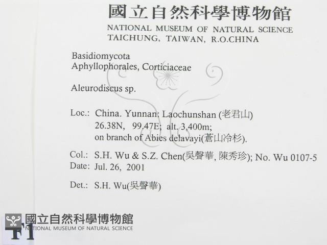 盤革菌屬藏品圖，第2張