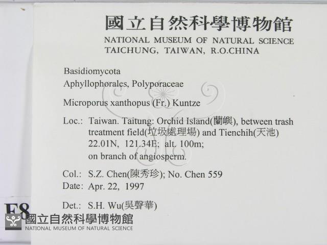 黄柄小孔菌藏品圖，第2張