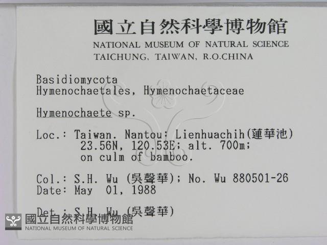 刺革菌屬藏品圖，第2張
