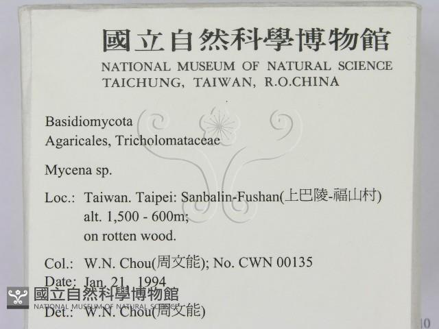 小菇屬藏品圖，第2張