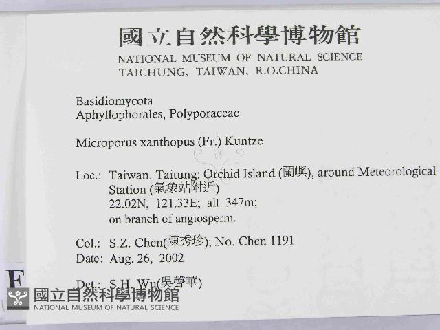 黄柄小孔菌藏品圖，第2張