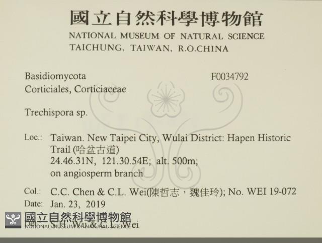 粗糙孢菌屬藏品圖，第2張