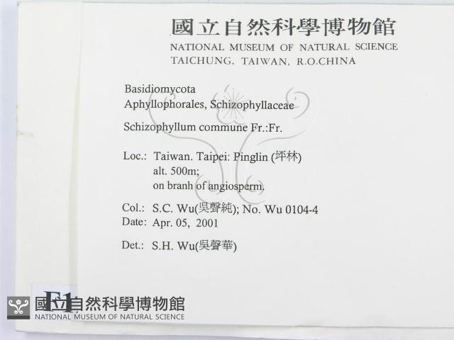 裂褶菌藏品圖，第2張