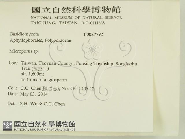 小孔菌屬藏品圖，第2張