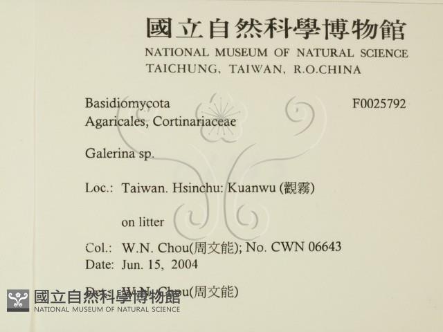 盔孢傘屬藏品圖，第2張