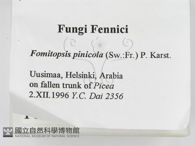 松生擬層孔菌藏品圖，第2張