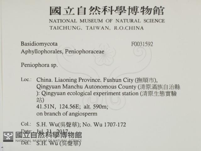 筍殼菌屬藏品圖，第2張