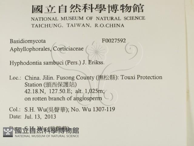 冇骨消絲齒菌藏品圖，第2張