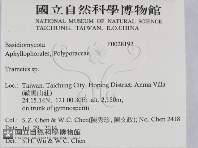 栓菌屬藏品圖，第2張