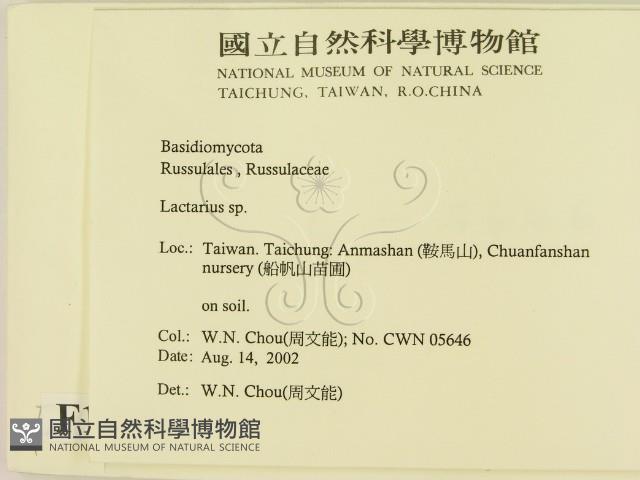 乳菇屬藏品圖，第2張