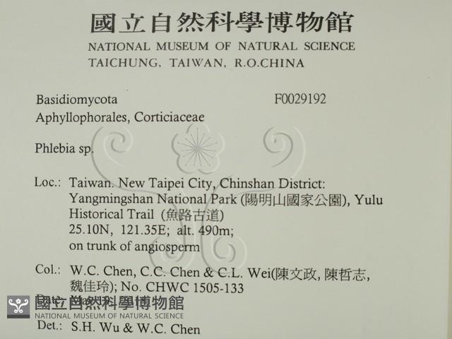 射脈菌屬藏品圖，第2張