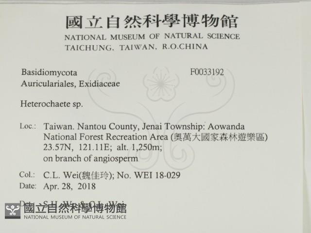 刺皮菌屬藏品圖，第2張