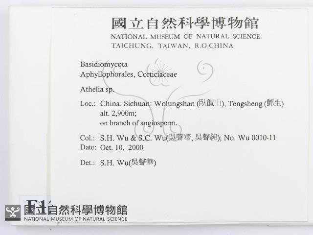 阿太菌屬藏品圖，第2張