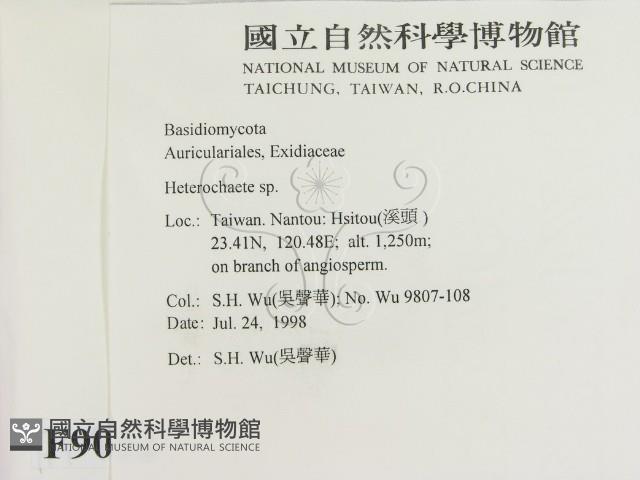 刺皮菌屬藏品圖，第2張